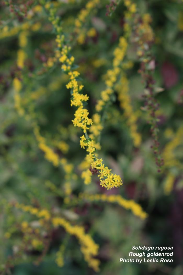 Close up of goldenrod flowers