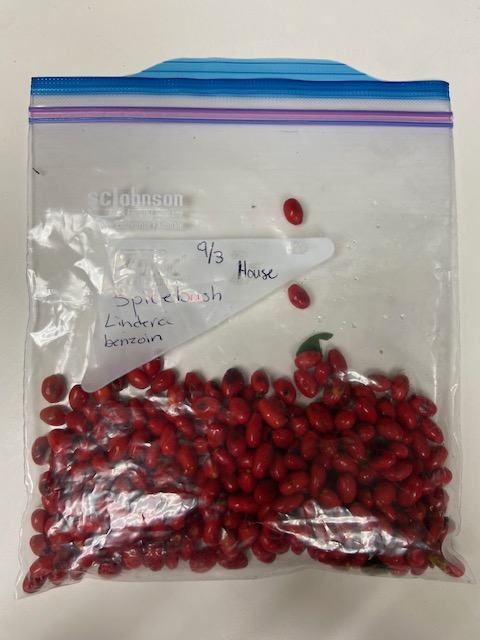 Labeled bag of spicebush seed