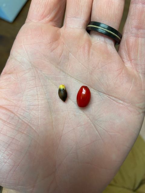 Left: spicebush seed with fleshy outside removed Right: Spicebush drupe 