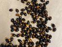 Scattered glossy brown-black seeds with yellow tips on beige paper