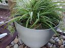 Spider plant