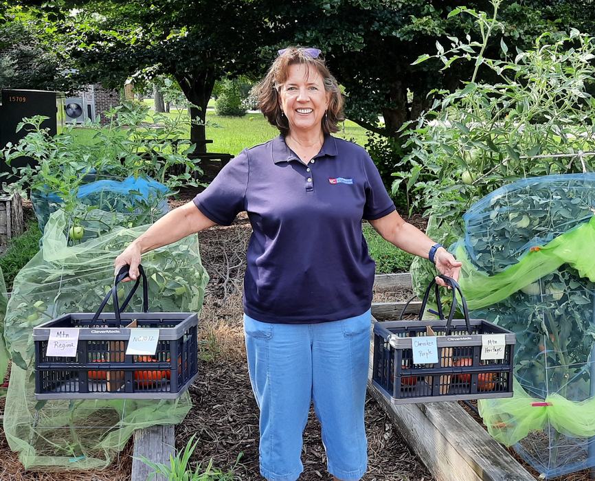 Tomato harvest