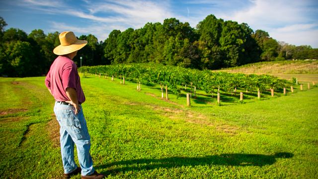 Man in straw hat stands on grass overlooking rows of vineyard vines