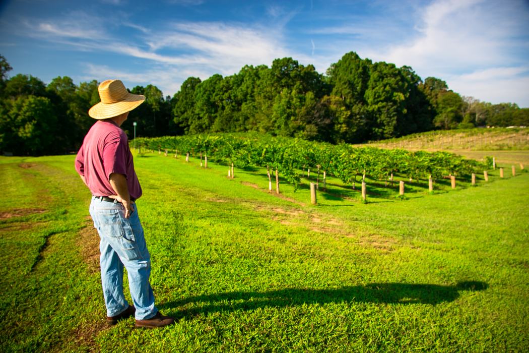 Man in straw hat stands on grass overlooking rows of vineyard vines