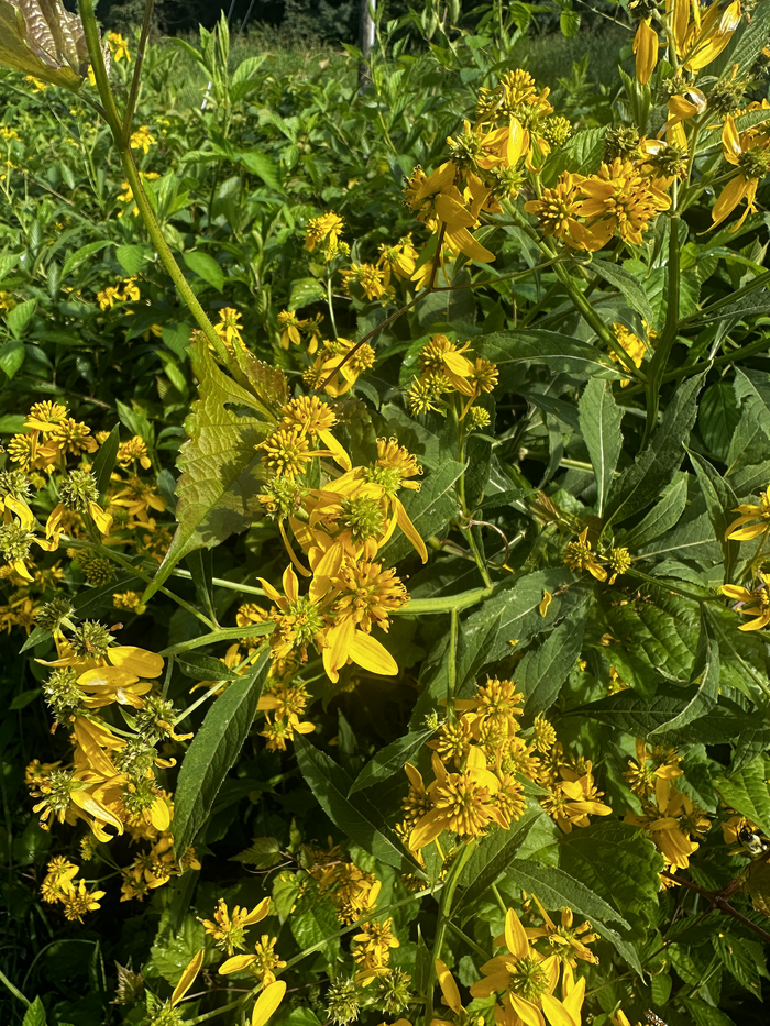 yellow ironweed