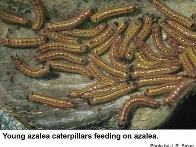 Young azalea caterpillars feeding on azalea leaf.