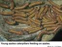 Young azalea caterpillars feeding on azalea leaf.
