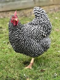Barred Rock chicken color image Retrieved from https///google.com/search