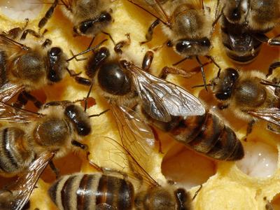 queen bee, honey bees