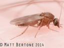 Small brown fly perched on human skin; text "© Matt Bertone 2014"