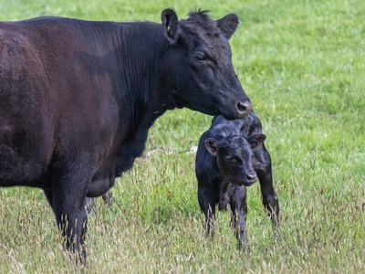 black cow and calf in a pasture