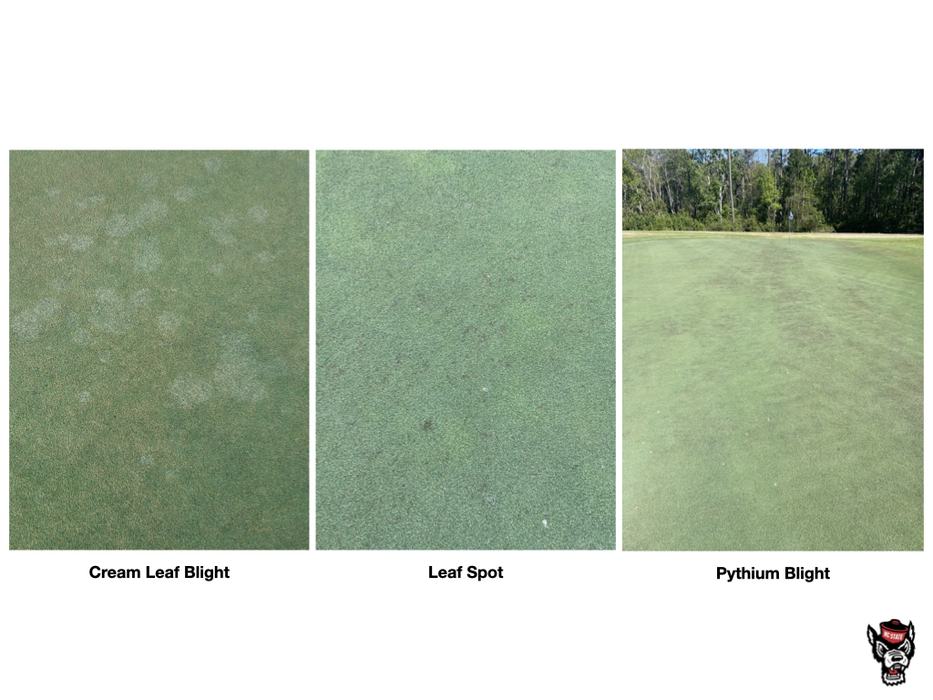 Three turf panels labeled "Cream Leaf Blight", "Leaf Spot", "Pythium Blight" showing turf damage