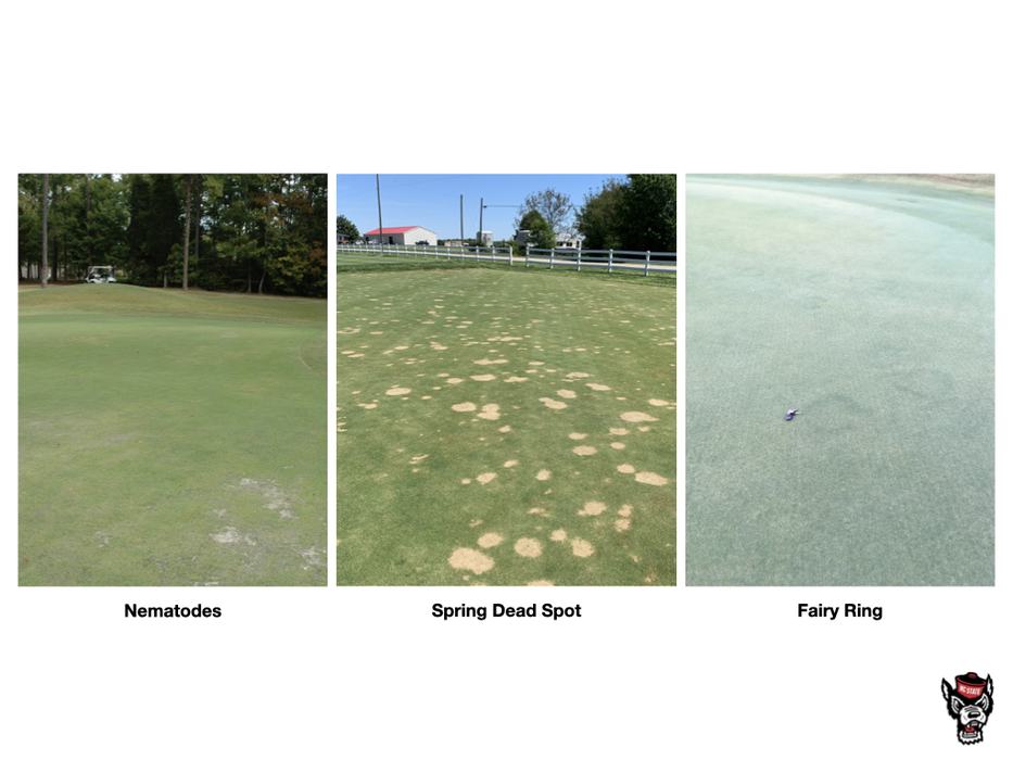 Three turf disease examples labeled "Nematodes", "Spring Dead Spot", "Fairy Ring".