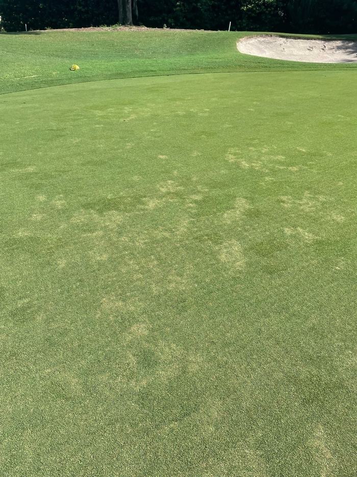 Putting green with patchy turf, sand bunker upper right and a yellow flag on the fringe