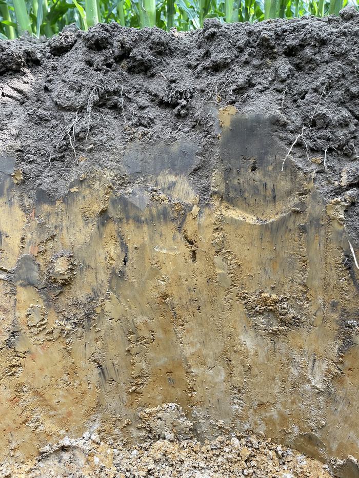 No till coastal soil