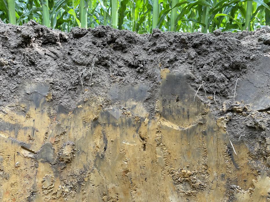 Soil with dark soil on top of yellow soil