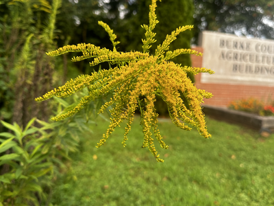 goldenrod