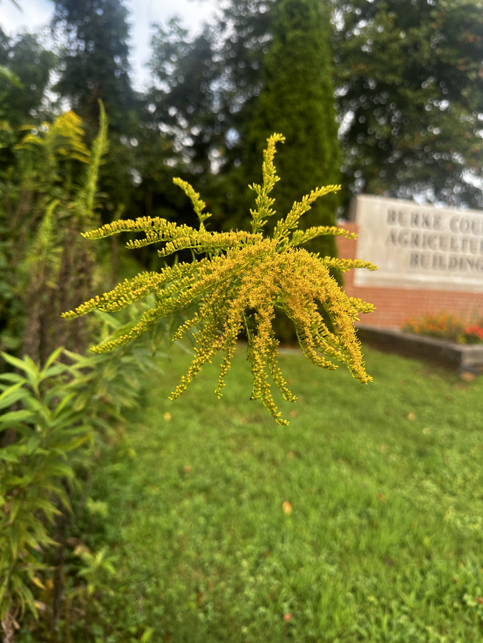 goldenrod