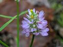 Small purple clustered wildflower with yellow center on a green stem over leaf litter