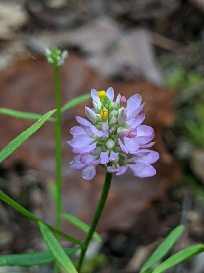 Small purple clustered wildflower with yellow center on a green stem over leaf litter