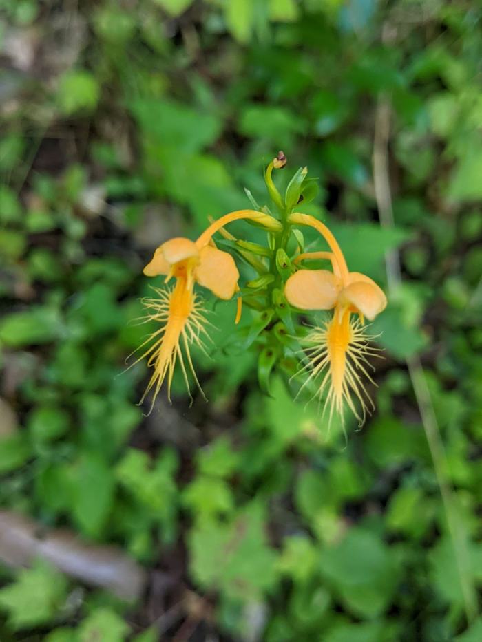 Two yellow fringed orchid flowers on green leafy background