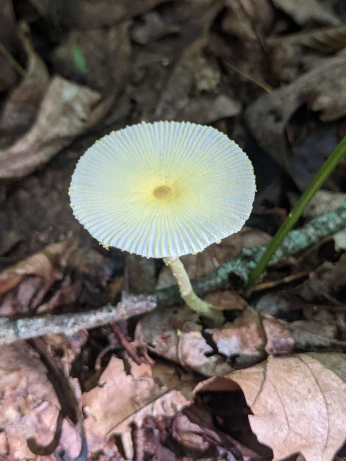 Small pale yellow parasol mushroom with ribbed cap growing in forest leaf litter