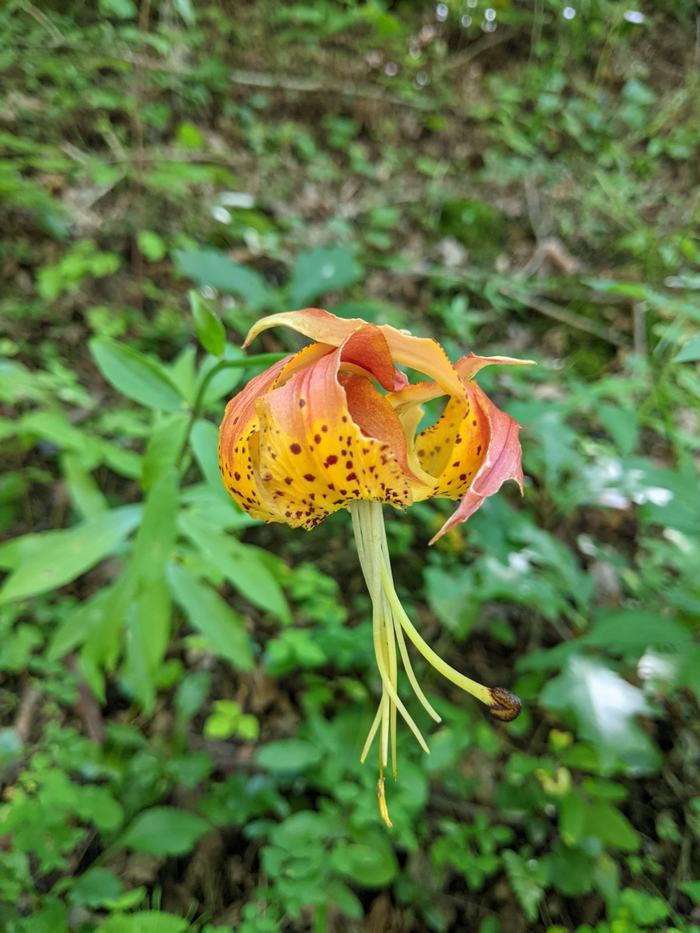 Orange-yellow spotted Turk's cap lily hanging downward over green forest understory