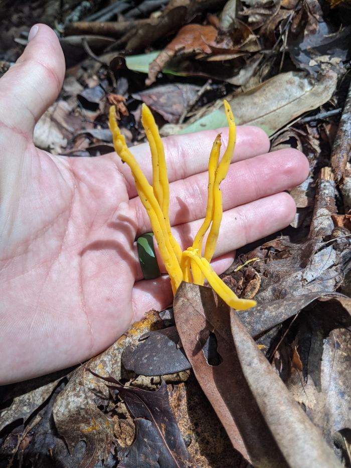 Hand holding bright yellow club-shaped fungi growing from forest leaf litter.