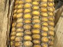 Ear of dried corn with white fuzzy mold on kernels and dried husks