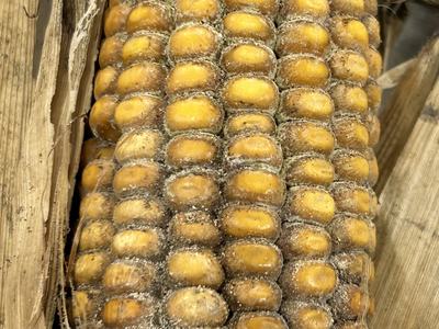 Ear of dried corn with white fuzzy mold on kernels and dried husks