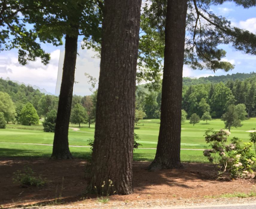 tree planting with mulch