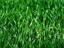 image of a meadow