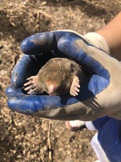 mole