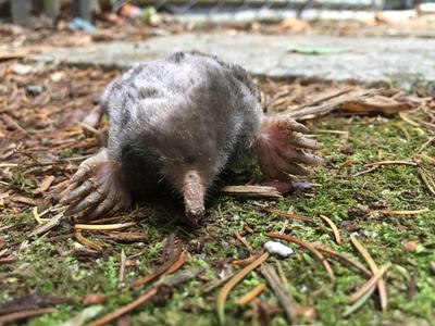 mole