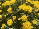 Dense cluster of yellow chrysanthemum blooms with green foliage