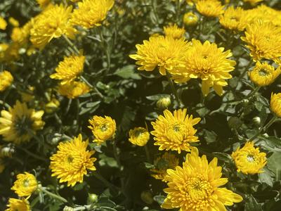 Dense cluster of yellow chrysanthemum blooms with green foliage
