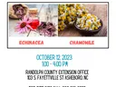 Flyer: Piedmont medicinal herb workshop on Echinacea and Chamomile, Oct 12, 2023, 1–4 PM