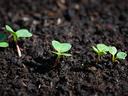 seedlings emerging out of the soil