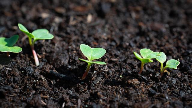 seedlings emerging out of the soil