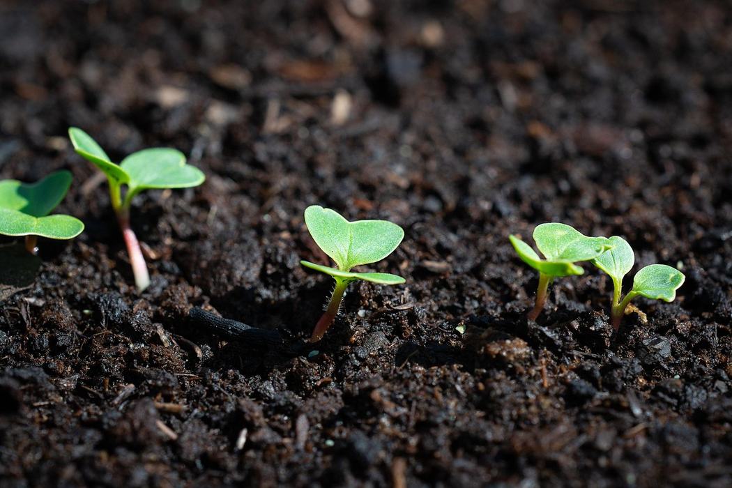 seedlings emerging out of the soil