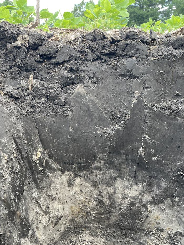 No till coastal soil