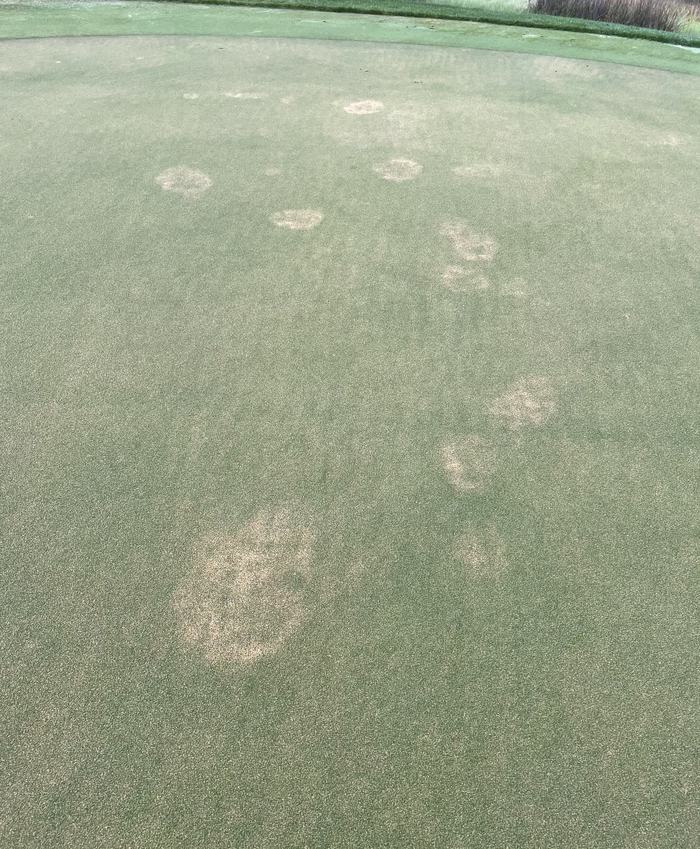 Golf putting green showing multiple circular brown turf damage patches