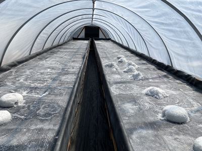 Hoop house interior with long black-lined troughs and white salt-like piles