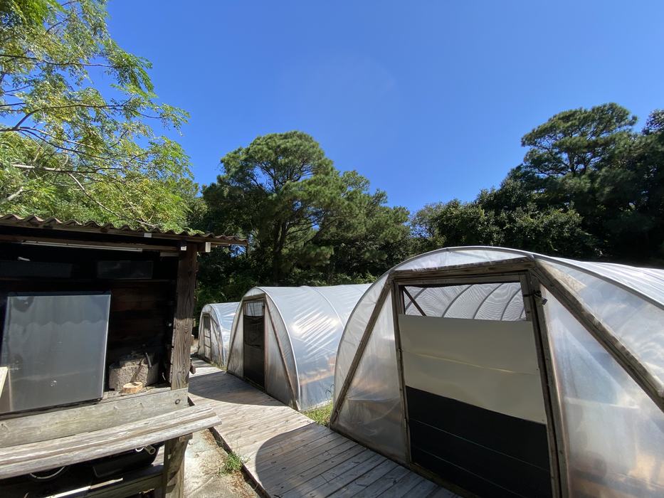 Three hoop houses with wooden path in front