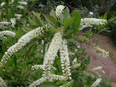 virginia sweetspire
