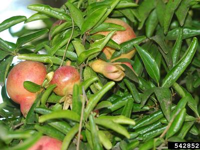 Pomegranate fruit hiding among the foliage. Karan A. Rawlins, University of Georgia, Bugwood.org