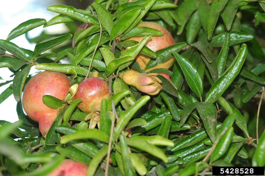 Pomegranate fruit hiding among the foliage. Karan A. Rawlins, University of Georgia, Bugwood.org
