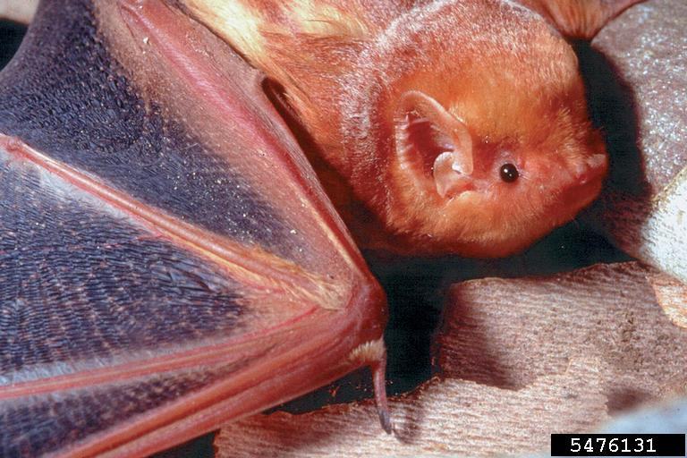 USDA Forest Service - Southern Research Station , USDA Forest Service, SRS, Bugwood.org