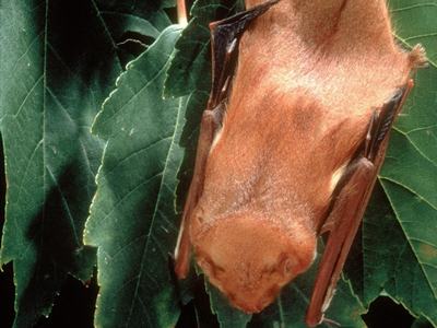 USDA Forest Service - Southern Research Station , USDA Forest Service, SRS, Bugwood.org