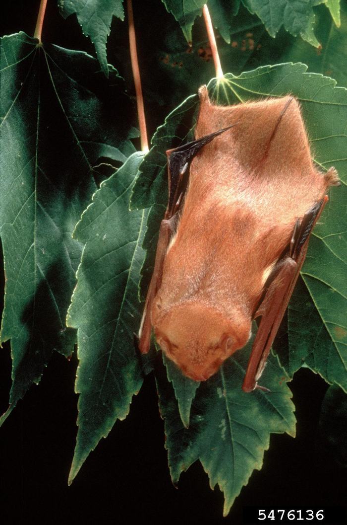 USDA Forest Service - Southern Research Station , USDA Forest Service, SRS, Bugwood.org